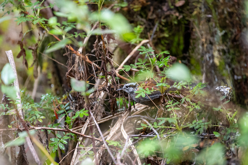 Timberline Wren (Thryorchilus browni), photo 7