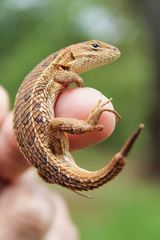 Sceloporus scalaris