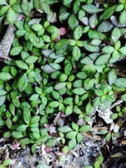 Arenaria balearica