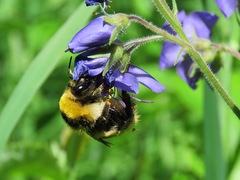 Bombus distinguendus
