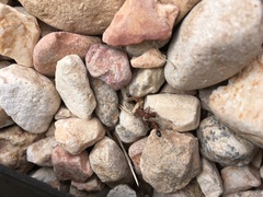 Myrmecocystus