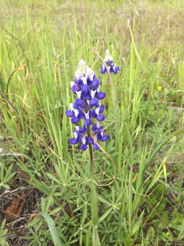 iNaturalist observation photo of Sky Lupine