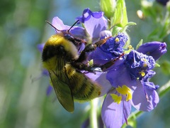 Bombus distinguendus