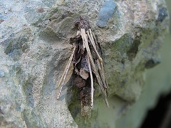 Canephora hirsuta