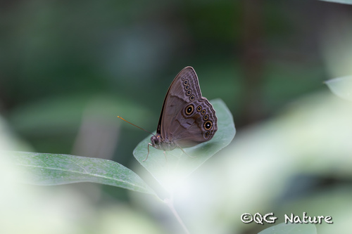 Naga Treebrown