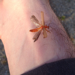 Pacificanthia consors