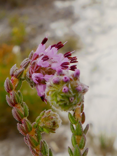 Erica globiceps (N.E.Br.) E.G.H.Oliv.