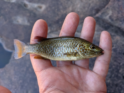 Bobby (Leiopotherapon unicolor) — Terapontidae — 2