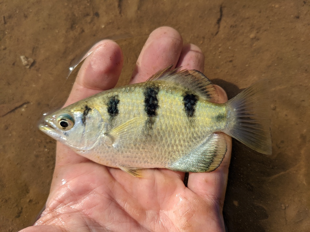 Kimberley archerfish (Toxotes kimberleyensis) — Toxotidae