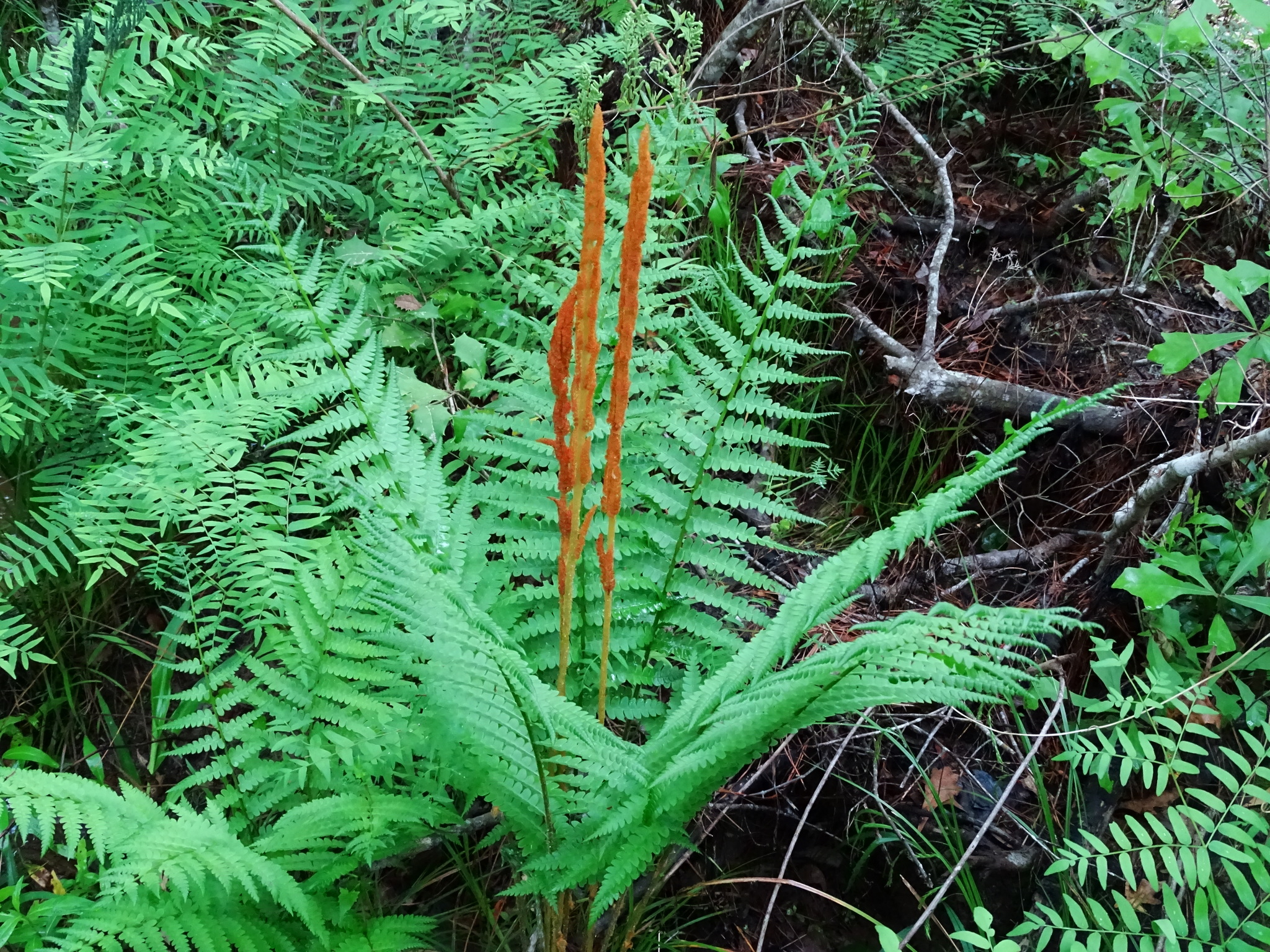 Osmundaceae