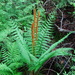 Royal Fern Family - Photo (c) Isaac Lord, some rights reserved (CC BY-NC), uploaded by Isaac Lord
