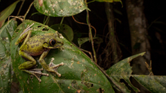 Palm Forest Treefrog photo 3