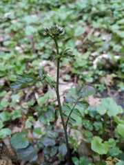 Cardamine tenera