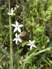 Lithophragma heterophyllum