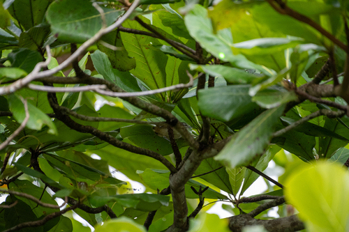 Isthmian Wren (Cantorchilus elutus), photo 4