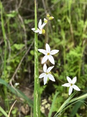 Lithophragma heterophyllum
