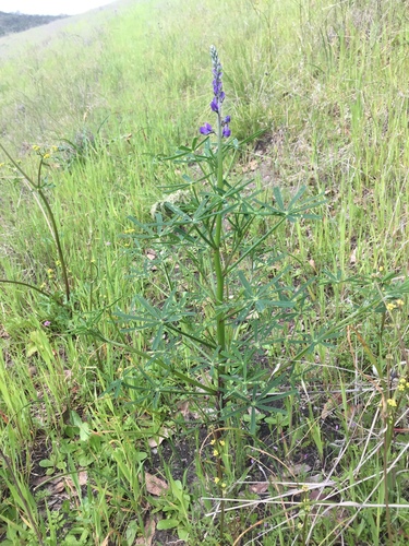 iNaturalist observation photo of collared annual lupine