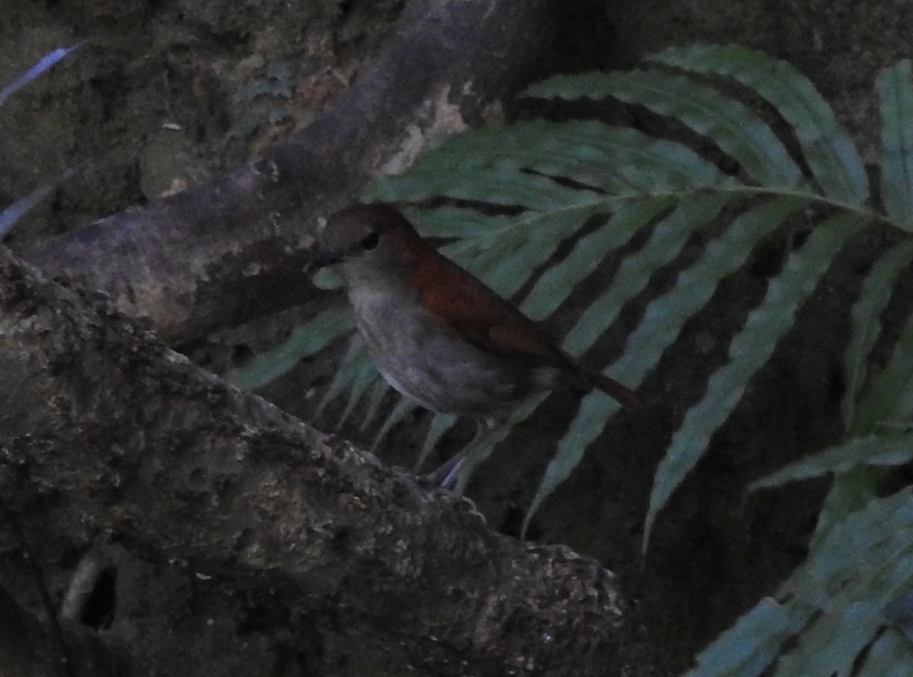 Okinawa Robin in April 2017 by moodejo · iNaturalist