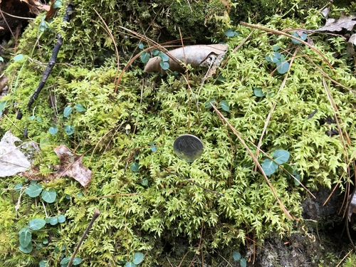 Heterophyllium nemorosum observed 2019-04-06