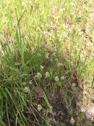 iNaturalist observation photo of dot-seed plantain