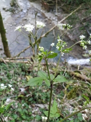 Anthriscus schmalhausenii