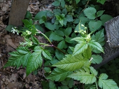 Anthriscus schmalhausenii