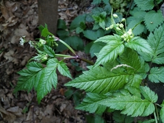 Anthriscus schmalhausenii