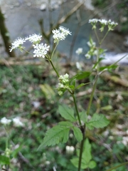 Anthriscus schmalhausenii
