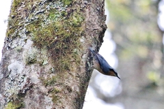 Sitta europaea amurensis