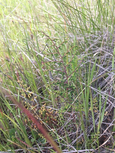 iNaturalist observation photo of Coffee Fern