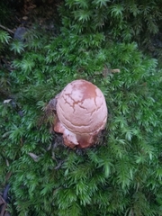 Fungi