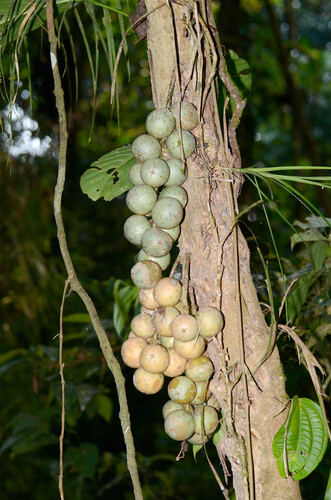 Baccaurea lanceolata (Baccaurea lanceolata)