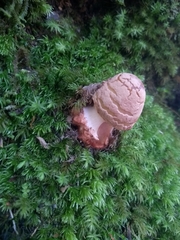 Fungi