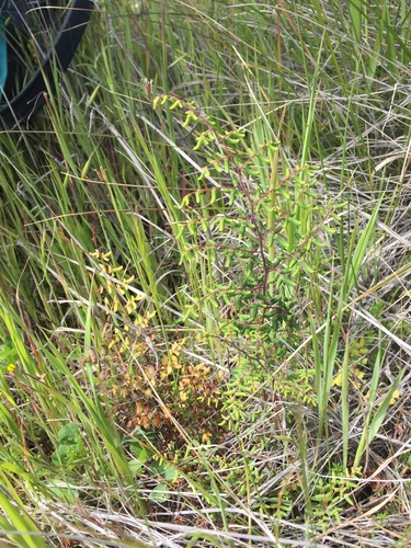 iNaturalist observation photo of Ferns