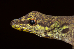 Annobon Dwarf Gecko photo 3