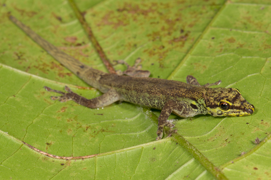 Annobon Dwarf Gecko