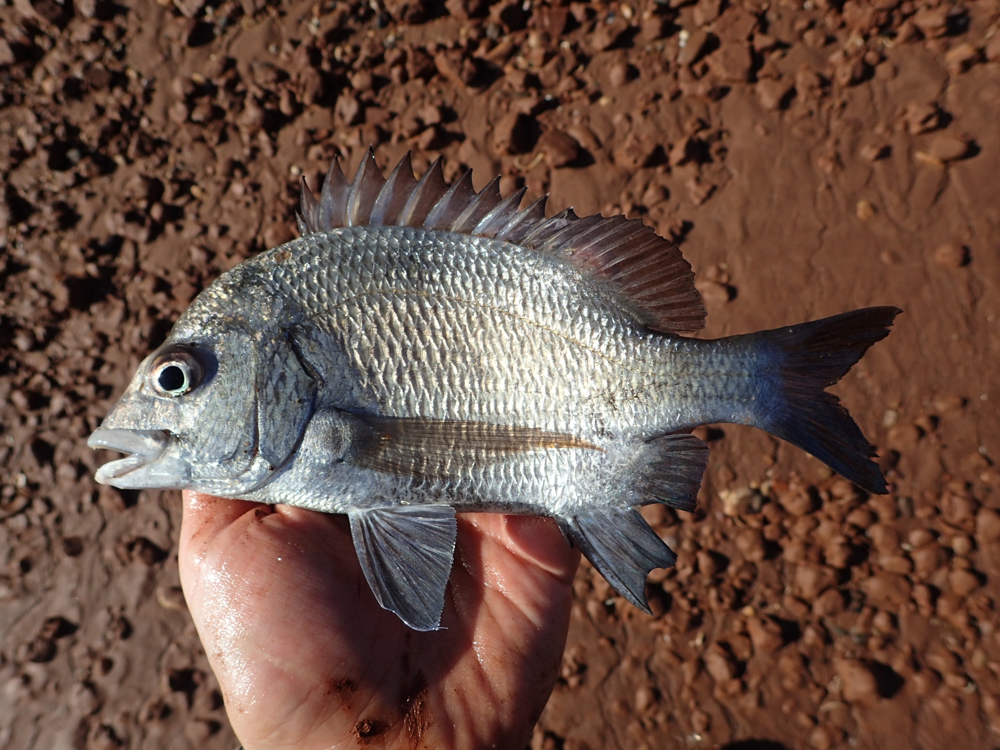 Hump-Headed Bream photo 4