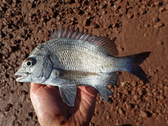 Hump-Headed Bream photo 1