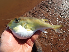Lunartail Puffer photo 2