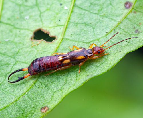 Genus Pterygida · iNaturalist