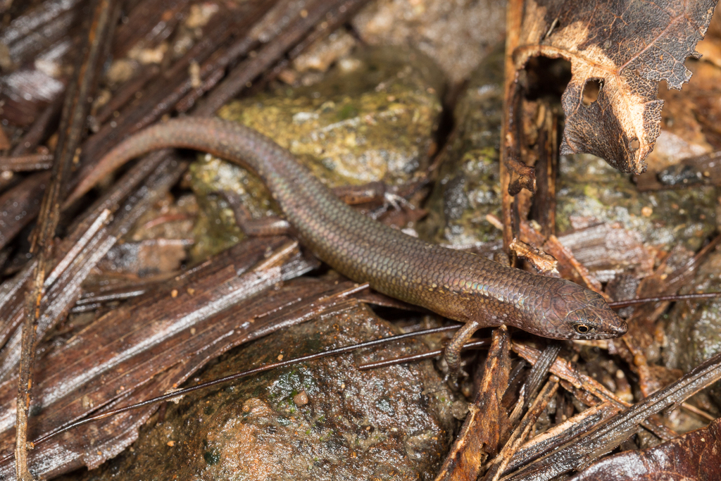Guinea Lidless Skink