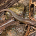 Guinea Lidless Skink - Photo (c) Luke Verburgt, some rights reserved (CC BY-NC), uploaded by Luke Verburgt