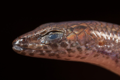 Guinea Lidless Skink photo 2