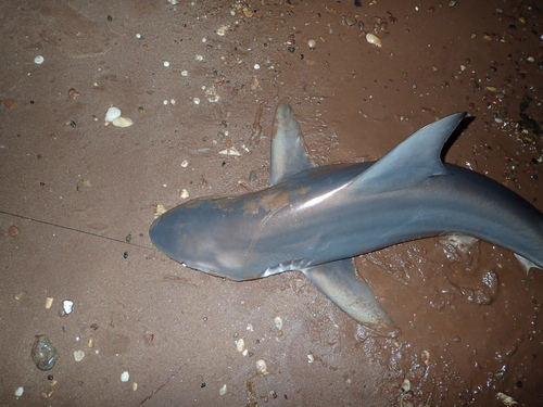 Graceful shark (Carcharhinus amblyrhynchoides) — Carcharhinidae — 4