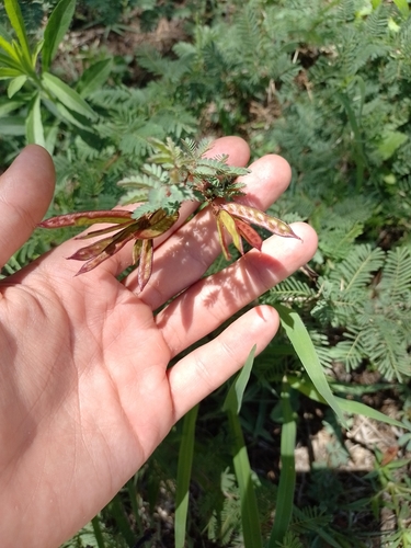 Image of Desmanthus acuminatus by (c) Tomás Carranza Perales, some rights reserved (CC BY)