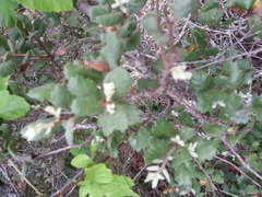 Quercus durata durata