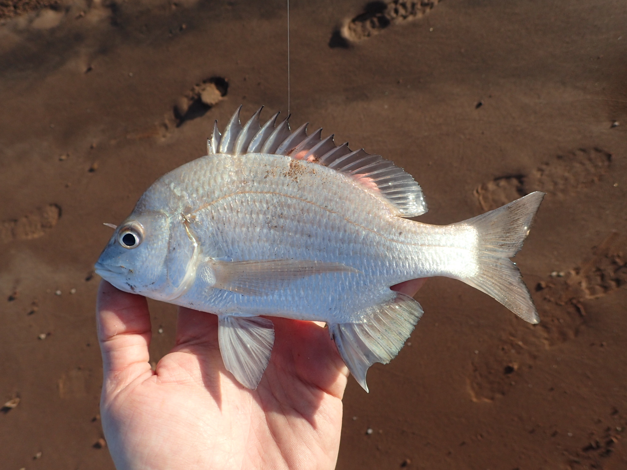 Hump-Headed Bream photo 3