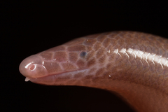 Many-Scaled Feylinia photo 3