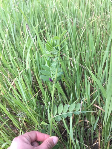 iNaturalist observation photo of Common Vetch