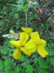 Chelidonium asiaticum